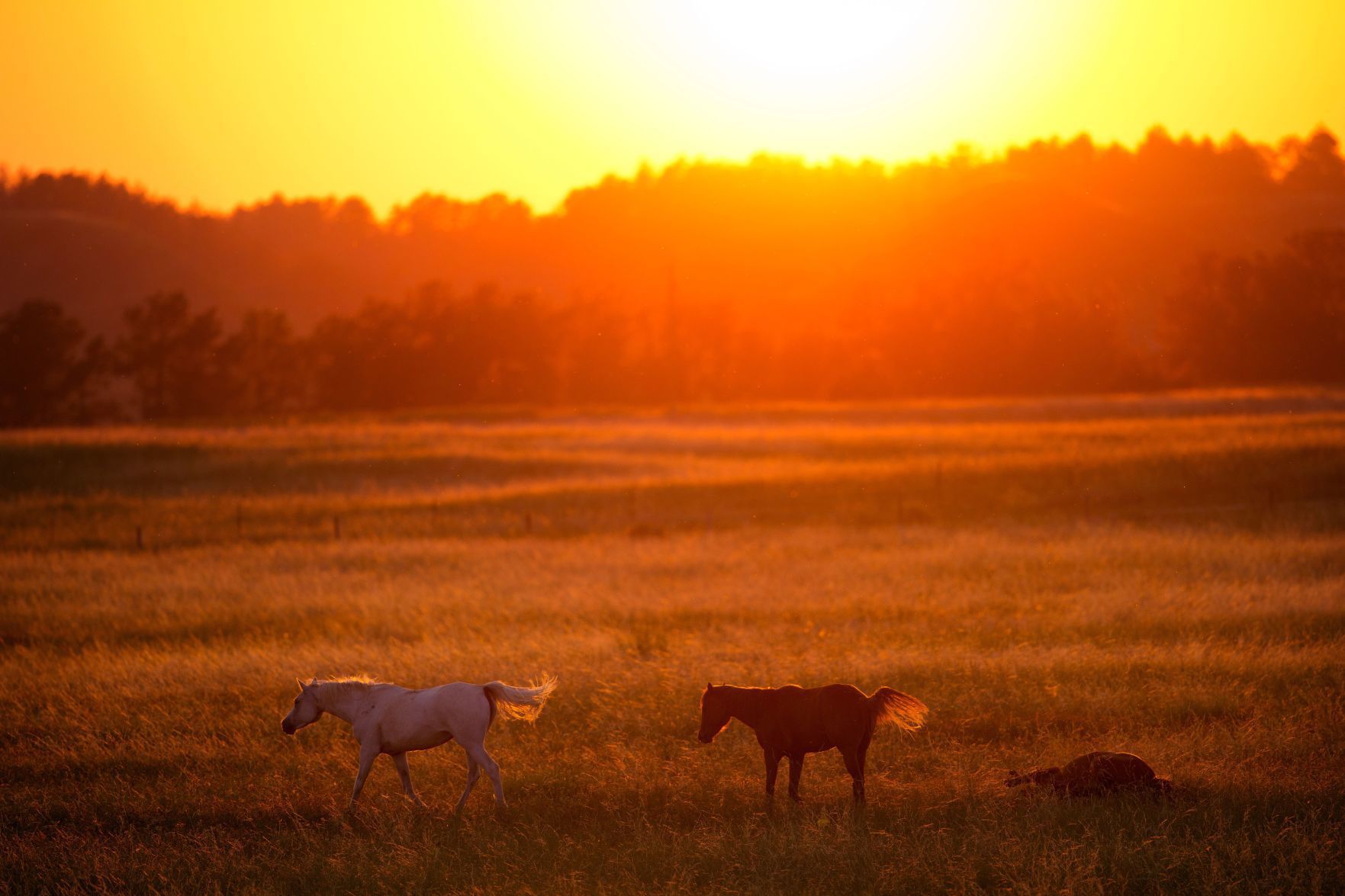 Best of Nebraska